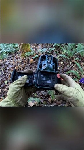 Trail Camera Strategy: Capturing Wildlife Secrets Revealed #shorts