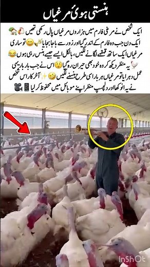 Chickens Start Laughing Together😂🐔 #FunnyVideo #AmazingAnimals #ViralMoment #IndianShort #Trending