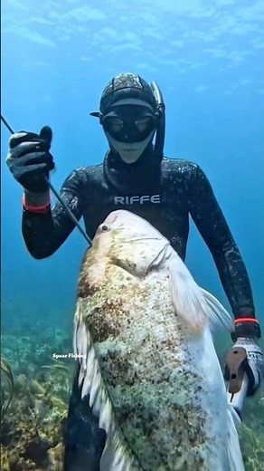 Expert Underwater Hunting for Grouper #spearfishing #fishing
