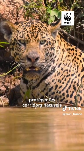 L’ombre qui veille sur la forêt 🖤🐆 L’#EffetPanda En Amazonie équatorienne, une silhouette rare a été captée par un piège caméra : un jaguar noir. Exceptionnel ! 👉 seulement 10 % des jaguars présentent ce pelage. Mais cette image, c’est bien plus qu’une rareté. Elle révèle surtout un équilibre fragile. Car l’Amazonie est un écosystème clé : elle abrite 10 % de la biodiversité mondiale et permet à 34 millions de personnes de survivre. Un équilibre vital, aujourd’hui sous pression. Déforestation