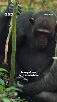 These CRAFTY chimpanzees find food