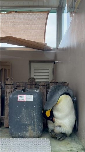 一瞬だけ卵を見せてくれるキングペンギンのスイちゃん(下田海中水族館) #ペンギン #penguin #オウサマペンギン #下田海中水族館