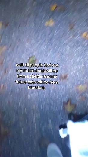 Shopping for Cats: A Heartfelt Journey