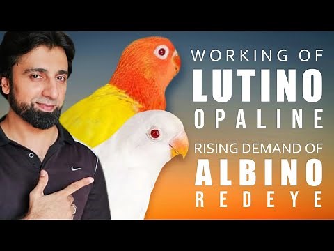 Secret of Lutino Opaline|High Demand of Albino Red Eye #albino #lutinolovebirds #dhillonaviary