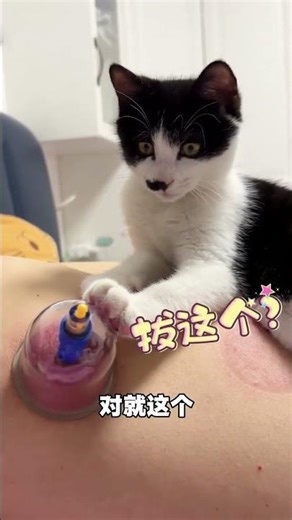 It s time to prepare some dried small fish for the dedicated cat doctor again #A cat s Dai