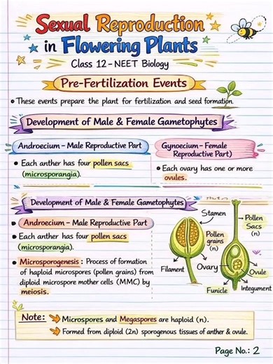 Sexual Reproduction in Flowering Plants 🌸 | 1 Min Revision 💥 #handmade #shorts #neet