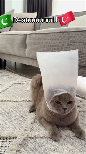 Funny Moments with Cats in Ottoman Empire Context