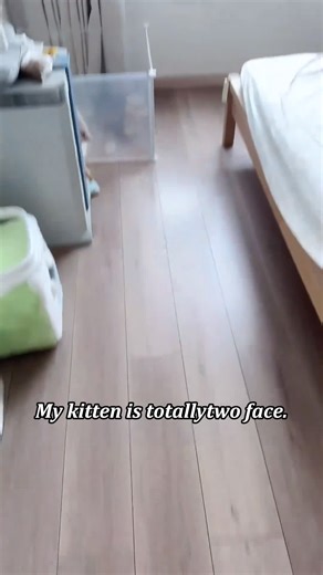 Normal Meow vs. Dramatic Meow: Cat Comparison