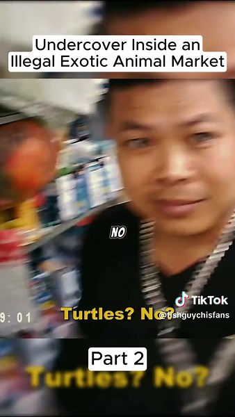 Exploring the Hidden World of Illegal Exotic Animal Markets
