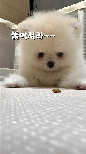 11주 차 포메의 기다려 실력 #강아지 #반려견 #강아지훈련 #기다려훈련 #포메라니안 #포메