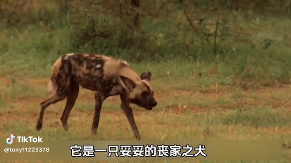 Wild Dogs in Their Natural Habitat: A Nature Documentary
