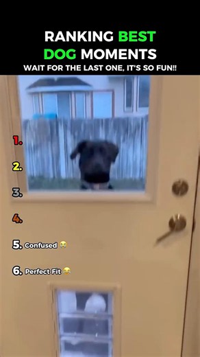 Dogs Being Idiots Part 244 😂😂
