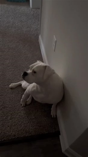 I love this collar! My dog looks amazing ?#petcollar #doglovers #dogaccessories | lapi