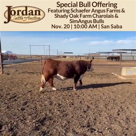 2.9K views · 17 reactions | Check out these virgin polled Hereford bulls, 16-18 months old, consigned by T-R Cattle from Glencoe, OK. These bulls are stout made and will add value to your calf crop. They sell Thursday in San Saba! https://jordancattle.com/bull-sale-detail-2/ | Jordan Cattle Auction | Facebook