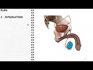 ANATOMIE FMPM TESTICULES VOIES SPERMATIQUES
