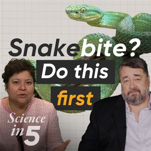 38K views · 526 reactions | Did you know that one person dies every four minutes from #snakebite? What should you do if you get bitten? Dr David Williams talks about prevention and treatment in Science in 5. | World Health Organization (WHO) | Facebook