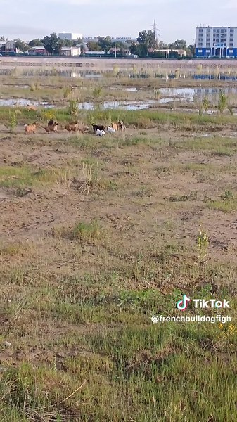 French Bulldog: The Cutest Companion