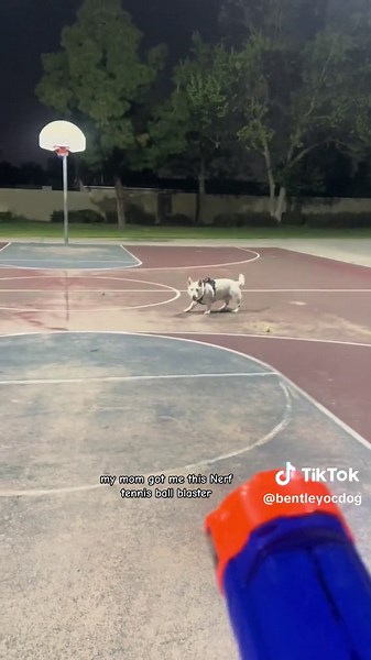 This nerf tennis ball blaster is the toy every dog wants, thank me later!! @Nerf @Petco #dogtoys #bestdogvideos #happydog #happydoglife #nerfblaster #nerfornothing #toysfordogs #besttoysfordogs