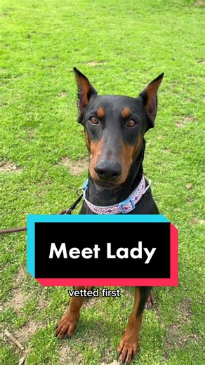 Adopt a Black Doberman Rescue Dog Today!