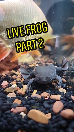 Unboxing African Clawed Frog - Part 2