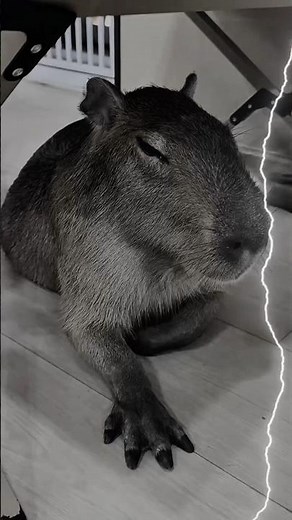 Capybara - Why Everyone Loves Capybaras | Cute & Funny