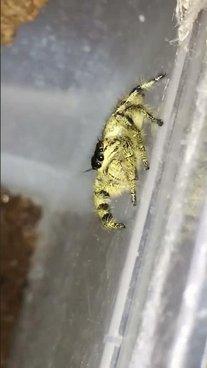 The cutest spider you ever seen