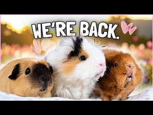 A Lot Has Changed. Life Update, Guinea Pig News & We're Back 🐹