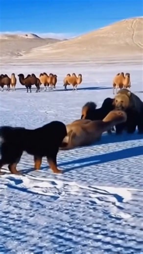 A Brave Tibetan Mastiff vs A Huge Bear — For the Camel’s Life🐪