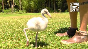 An Adorable Baby Greater Flamingo Stretches Out Her Long Legs During a Nice Walk on a Sunny Day