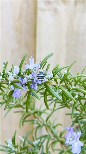 Is that Bee Blue? 🐝 💙 #bee #nature #australia