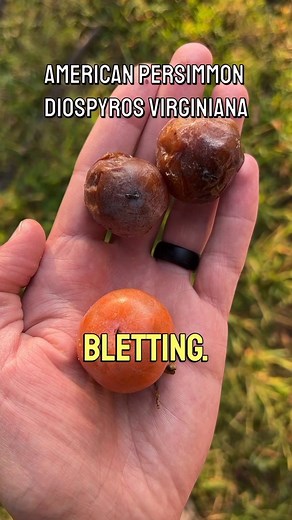 10K views · 417 reactions | One thing is certainly true with wild...