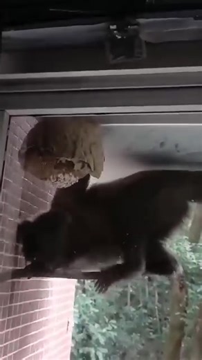 Foolish monkey breaks the hive and the end | Party Poppers | Facebook