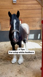 90K views · 416 reactions | Known for their fantastic turnout, Richard, head horseman at Thwaites Shire Horses shared his top 3 tips for getting those crisp white feathers ✨ We would love to hear your top 3 tips and tricks you use to get your heavy horses feathers white! Regal, Thwaites Brewery Shire wearing 7’3 Broad Fit Epic Classic No Fill Turnout Rug - Broad Fit | The Big Horse Shop | Facebook