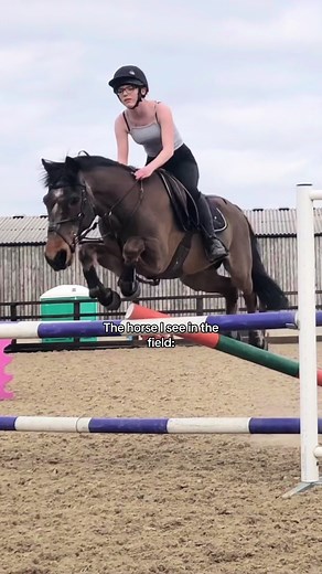 Truly the best horse a girl could ask for #irishsportshorse #horsesoftiktok #showjumping #oldhorse