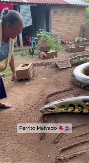 Ana la anaconda se comió las gallinas de la abuela #videosdivertidos #humorviral #sora