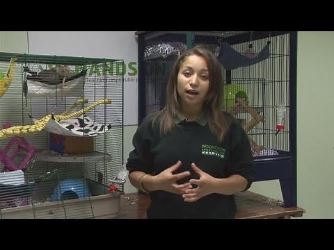 How To Look For Rats For Sale