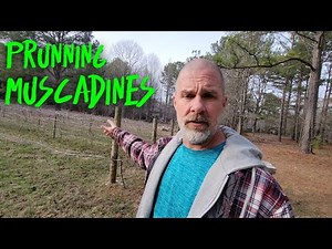 How To PRUNE Muscadines
