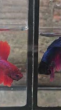 The Wild Bettas : Life of Wild Bettas #betta #bettafish #aquariumlife #aquaticlife #fishkeeping