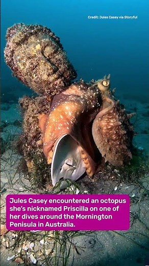 Priscilla The Octopus Vs A Banjo Shark