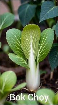 5 Vegetables With More Calcium Than Milk | Best Calcium Rich Foods for Strong Bones