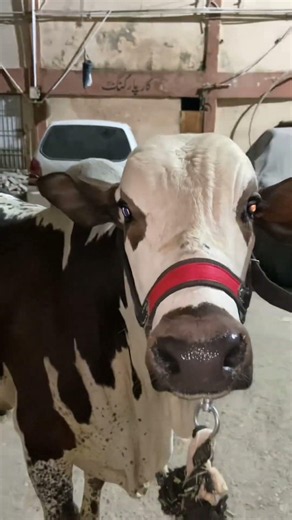 #Short video🥹😘🐂 like subscribe share me 1 million view 🥹🥰20,000 subscribe #￼