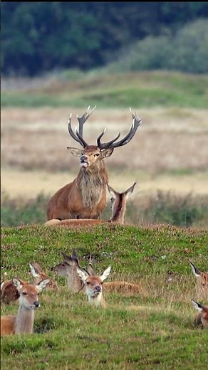 Wildlife photography Red Deer in mating season