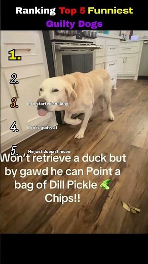 Ranking Top 5 Funniest Guilty Dogs🤣