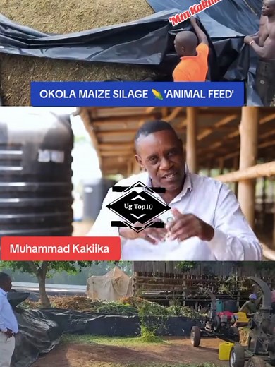 Step-by-Step Guide to Making Maize Silage