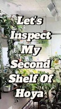 The Reality of Having 350 Plants: Giant Leaves & Missed Blooms! 😭🌿 #Hoya #PlantTour #shorts #fyp