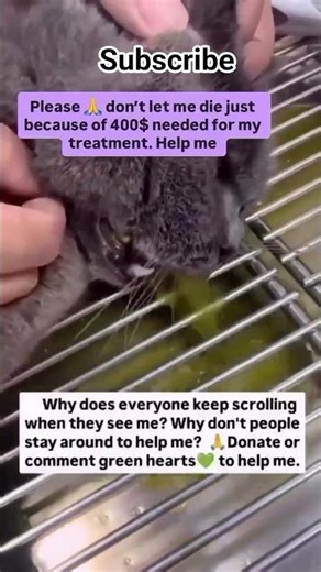 donations link in bio