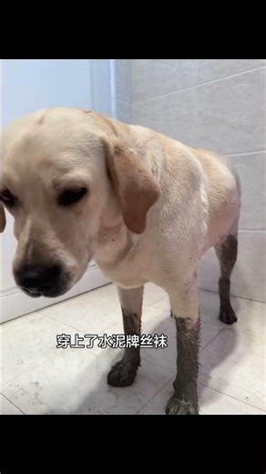 Cement Pool Fun: My Little Dog's Wet Adventure