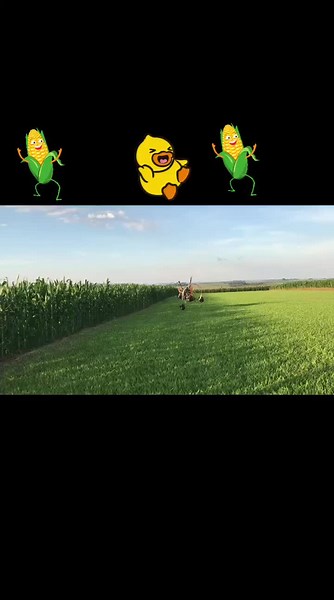 Amigos Que Voam no TikTok