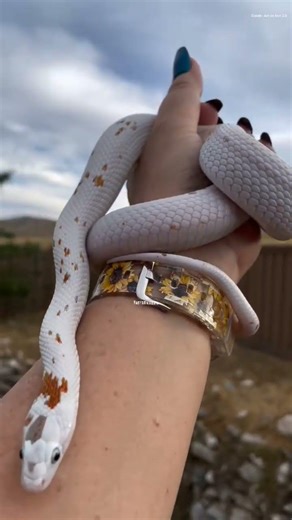 What Is Made From Snake Skin? 🐍 Shocking Uses!