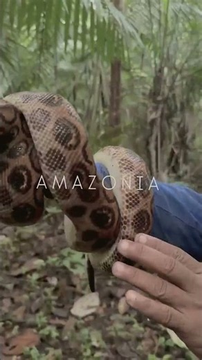Expédition souveraine en Amazonie, immersion avec Graine de Voyageur
